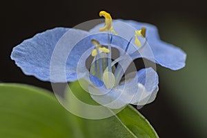 Closeup shot of the Commelina erecta dayflower photo