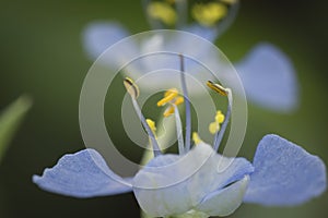 Closeup shot of the Commelina erecta dayflower photo