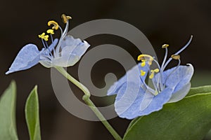 Closeup shot of the Commelina erecta dayflower photo