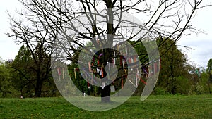 commemorative colored bows attached to a tree blown by the wind