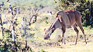 Commen Duiker