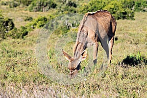 Commen Duiker