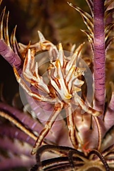 commensal brown thorny crinoid crab