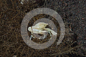 Commensal Crab Quadrella sp. photo