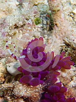 Commensal Shrimp and host anemone in Raja Ampat, Indonesia photo