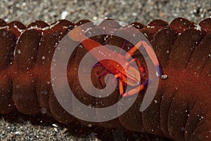 Commensal Shrimp Zenopontonia rex photo