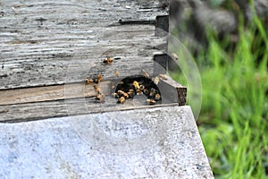 Commercial or backyard beekeeping 6