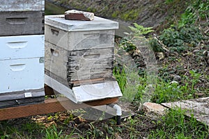 Commercial or backyard beekeeping, 7.