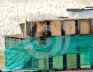 Commercial Bee Enterprise: bees in action. photo