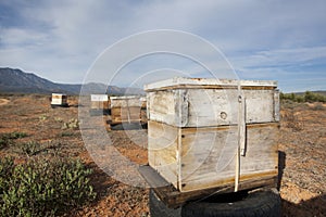 Commercial Beekeeping and pollination service