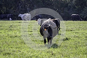 Commercial cattle in lush pasture