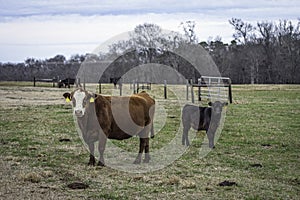 Commercial cow-calf pair in January in AL