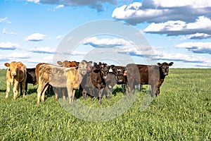 Commercial crossbred heifers in pasture