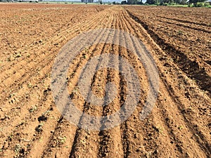 A commercial farm field seedbed