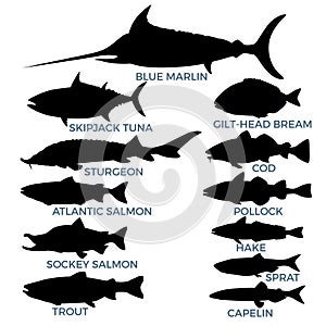 Commercial fish species