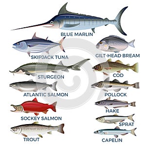 Commercial fish species photo