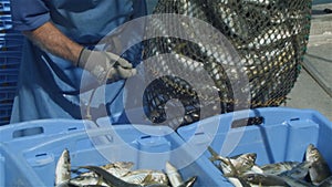 Commercial Fishing Industry fisherman fish catch on boat at fishing docks