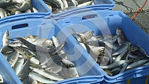 Commercial Fishing Industry fisherman fish catch on boat at fishing docks