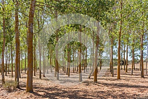 Commercial forest with trees aligned in rows.