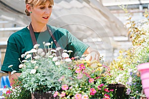 Commercial gardener woman taking care of her potted flowers