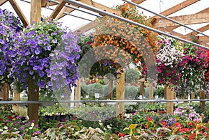 Commercial greenhouse