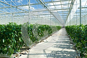 Commercial greenhouse