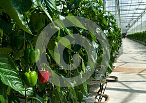 Commercial greenhouse