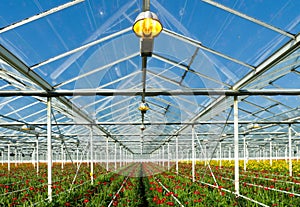 Commercial greenhouse