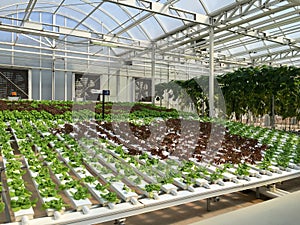 Commercial Greenhouse photo