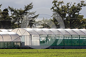 Commercial greenhouse polytunnel buildings with sunlight refecting off polythene roof photo