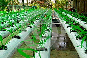 commercial greenhouse soilless cultivation of vegetables