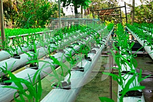 commercial greenhouse soilless cultivation of vegetables