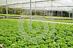 Commercial greenhouse soilless cultivation of vegetables