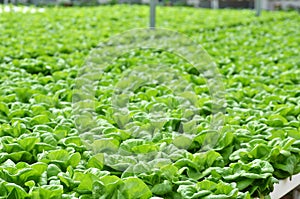 Commercial greenhouse soilless cultivation of vegetables