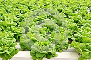 Commercial greenhouse soilless cultivation of vegetables