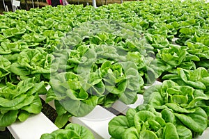 Commercial greenhouse soilless cultivation of vegetables