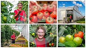 Commercial Greenhouse Tomato Production - Photo Collage