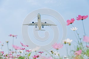 Commercial plane and Cosmos Sonata Flowerfield