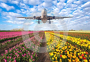 Commercial plane and tulips