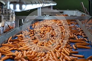 Commercial Production and Management of Carrots