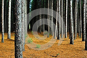 Commercial pulp forest rows of pine with small trees growing between