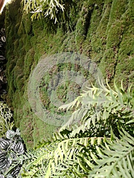 Commercial space with botanical decoration