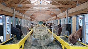 Commercial stable horses feeding