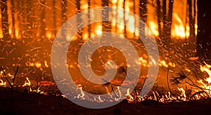 Dramatic Forest Fire Ground View With Flying Sparks