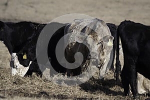 Commerical beef cattle eating hay from the ground