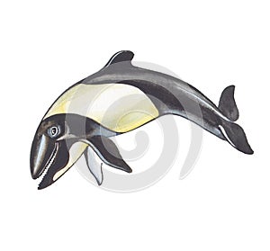 Commerson's Dolphin.