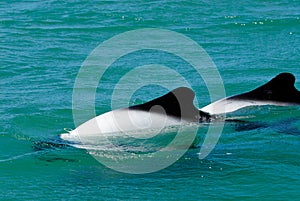 Commerson's dolphin