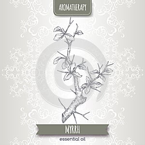 Commiphora myrrha aka common myrrh sketch on elegant lace background.