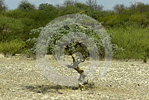 Commiphora myrrha tree