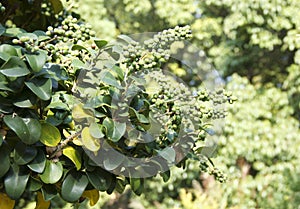 Commiphora wightii, with common names Indian bdellium-tree or Mukul myrrh tree photo